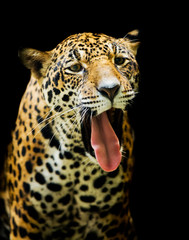 Plakat Leopard portrait