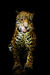 Leopard portrait