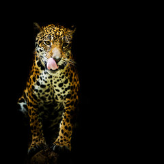 Leopard portrait