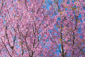 Cheery blossom at phu lom Lo in Thailand