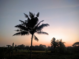 Fototapeta na wymiar Sunset with coconut tree silhouette