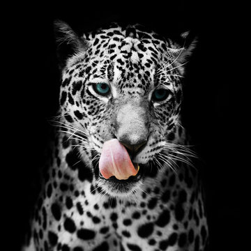 Leopard portrait