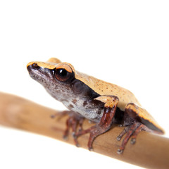 White-back mossy frog, Theloderma laevis, on white