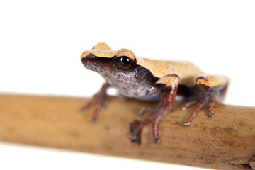 White-back mossy frog, Theloderma laevis, on white