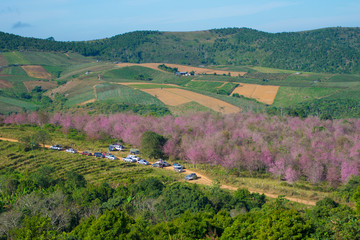 Obraz premium Cheery blossom at phu lom Lo in Thailand