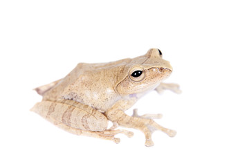 Hoanglien flying frog isolated on white