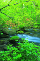 Fototapeta na wymiar 青森県　新緑の奥入瀬渓流　三乱の流れ