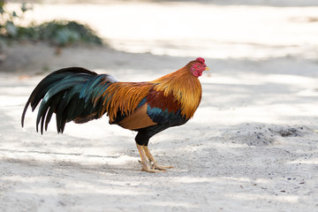 thai domestic fighting cock standing on dirt field