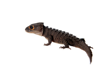 Red-eyed crocodile skinks, tribolonotus gracilis, on white