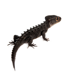 Red-eyed crocodile skinks, tribolonotus gracilis, on white