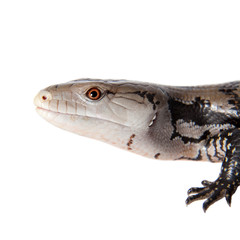 Indonesian Blue-tongued Skink on white © Farinoza