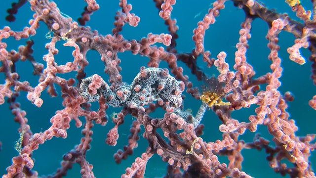 Two Pink Pygmy seahorses on gorgonian coral.