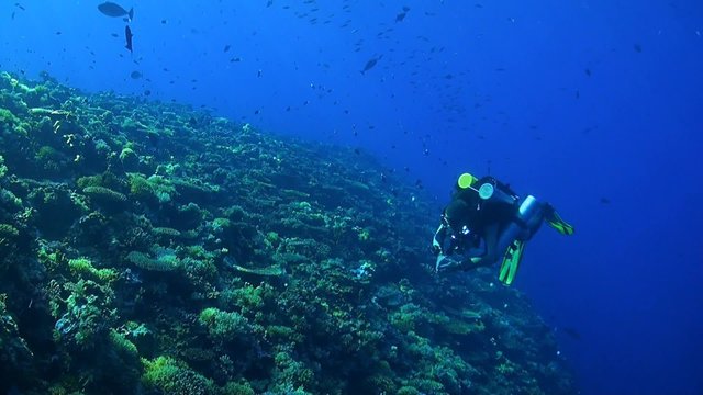 Rebreather diver on a coral reef with plenty fish