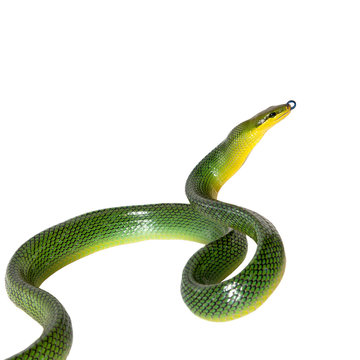 Red-tailed Green Ratsnake on the white background