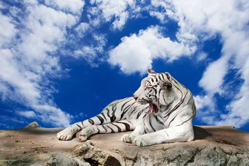 Papier Peint photo Lavable Tigre tigre blanc
