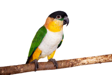 The black-headed caique, Pionites melanocephalus, on white