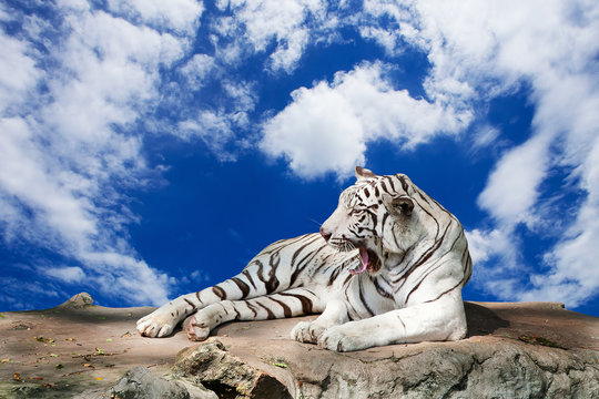 white tiger