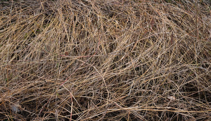 dry grass  field in winter