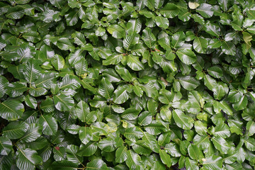 Plant hedge bush leaf texture.