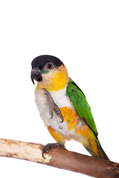 The black-headed caique, Pionites melanocephalus, on white