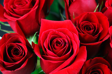 red rose background