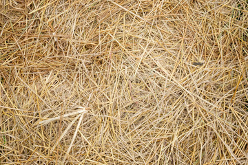 gold and yellow dry grass  field in summer