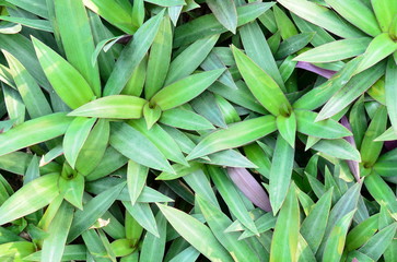 Fototapeta premium Close-up of natural green leaves in the morning for background