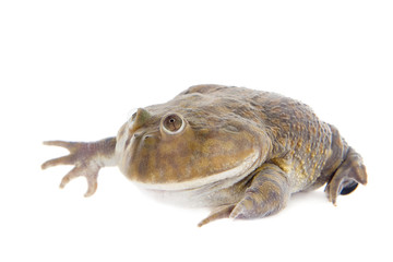 Fototapeta premium The Budgett's or hippo frog, Lepidobatrachus laevis, on white