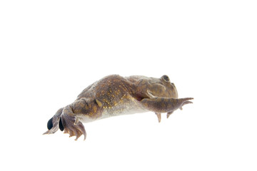 The Budgett's or hippo frog, Lepidobatrachus laevis, on white