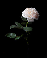 Fototapeta premium Beautiful English roses on black background