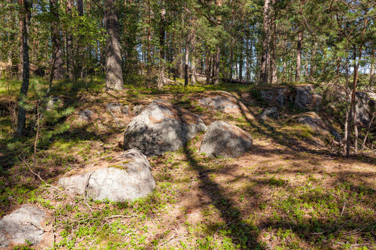 Forest in Filand at sunny day