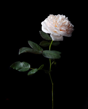 Fototapeta Beautiful English roses on black background
