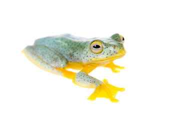 Malabar flying tree frogling isolated on white