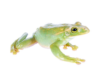 Giant Feae flying tree frog isolated on white