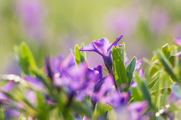 Beautiful periwinkle
