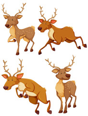 Cute deer in four different posts