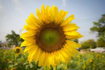 Fototapeta premium sunflower
