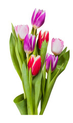 Tulip flowers isolated