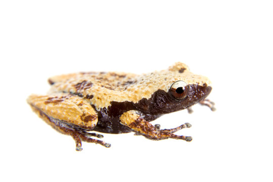 Theloderma chyangsinense, rare spieces of mossy frog on white