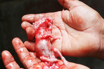 Fetus of guinea pig