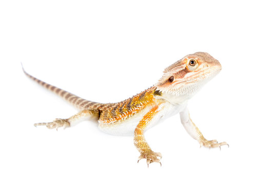 Red Bearded Dragon, Pogona Vitticeps, On White