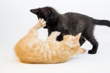 Feline in the Bright Studio Setting