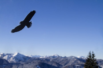 Vogelflugwarnung an Glasscheibe