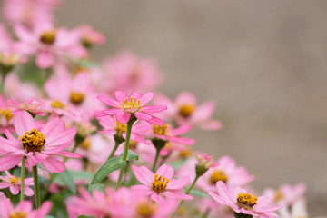 Fototapeta premium Beautiful pink flower as background. (Blur foreground and backgr