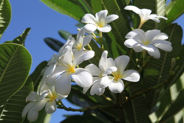 Obraz na płótnie Canvas hawaii プルメリア Plumeria