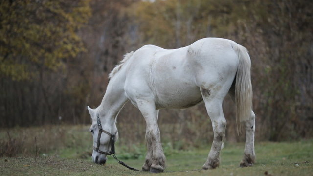 white horse grazing in the meadow in autumn