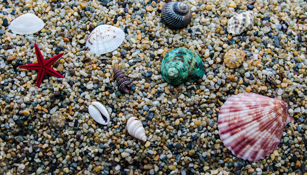 A variety of marine molluscs on sea sand in large quantities