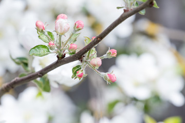 Apple tree with pink flower unfolded buds