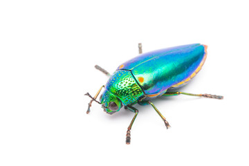 Beautiful Jewel Beetle or Metallic Wood-boring (Buprestid) top view isolated on white background. 