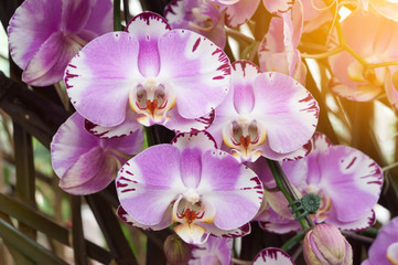 Purple pink orchid with sun flare